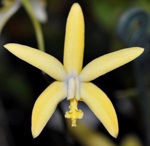 Cattleya gloedeniana