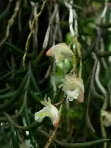 Dendrobium subulatum
