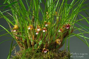 Maxillaria sanguinea