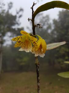 Epidendrum wallisii