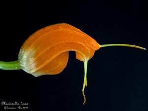 Masdevallia limax