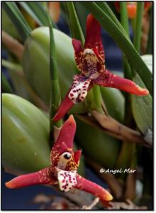 Maxillaria tenuifolia