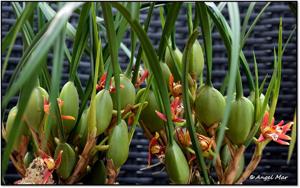 Maxillaria tenuifolia