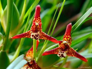 Maxillaria tenuifolia