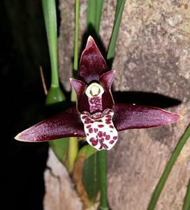 Maxillaria tenuifolia