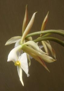 Epidendrum falcatum