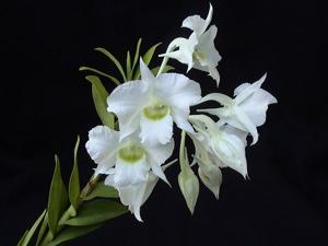 Dendrobium dearei