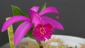 Pleione chunii