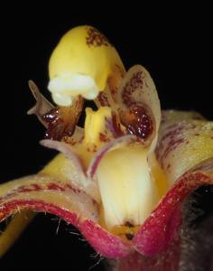 Pilophyllum villosum