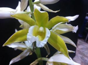 Phaius tankervilleae var. bernaysii