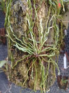 Campylocentrum grisebachii