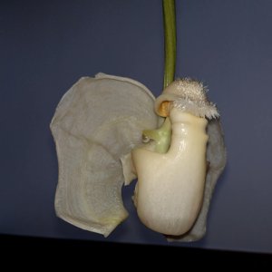 Coryanthes alborosea
