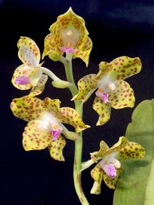 Phalaenopsis hygrochila