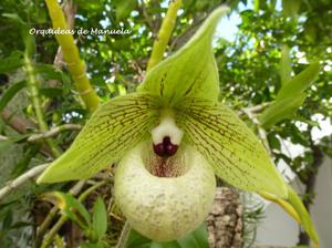 Paphiopedilum malipoense