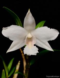 Dendrobium wattii