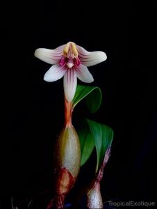 Campanulorchis globifera