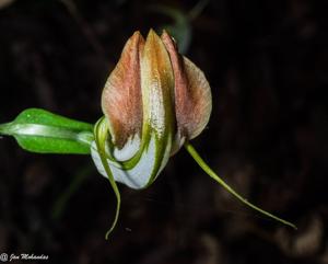 Pterostylis grandiflora