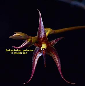Bulbophyllum vanvuurenii