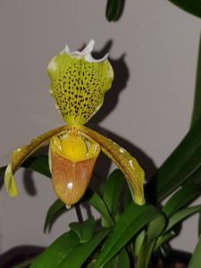 Paphiopedilum insigne