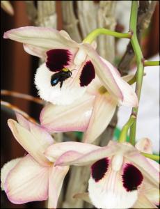 Dendrobium pulchellum