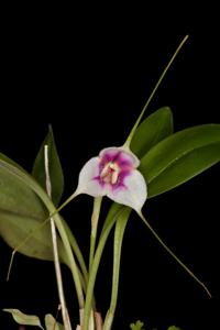 Masdevallia exquisita