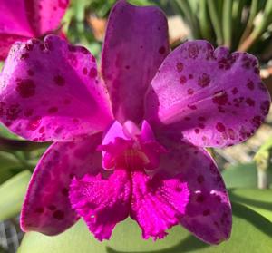 Cattleya amethystoglossa