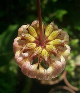 Bulbophyllum auratum