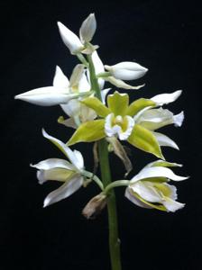 Phaius tankervilleae var. bernaysii