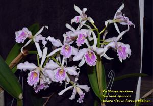 Cattleya maxima