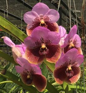 Vanda sanderiana var. froebeliana
