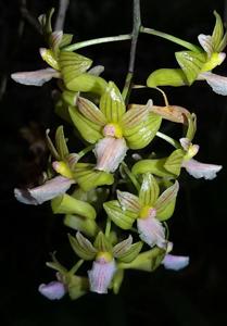Dendrobium floresianum