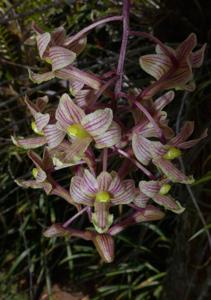 Dendrobium floresianum