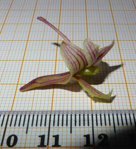 Dendrobium floresianum