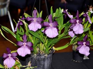 Miltonia moreliana