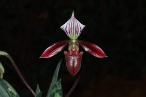 Paphiopedilum purpuratum