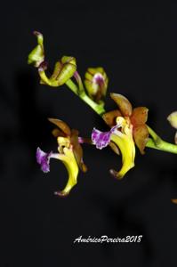 Vanda flabellata