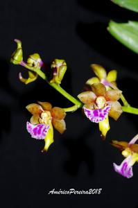 Vanda flabellata