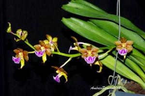 Vanda flabellata