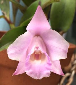 Cattleya alaorii