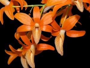 Dendrobium unicum