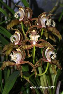 Cymbidium tracyanum