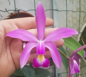 Cattleya violacea