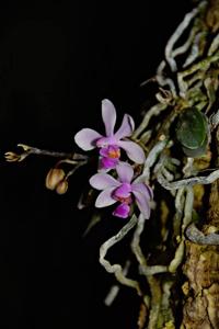 Phalaenopsis wilsonii