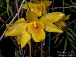 Dendrobium hancockii