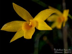 Dendrobium hancockii