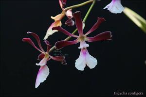 Encyclia cordigera