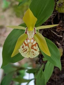 Coelogyne schilleriana