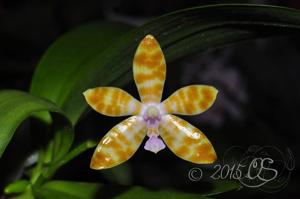 Phalaenopsis bastianii