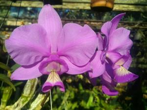 Cattleya nobilior