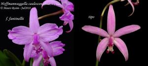 Cattleya caulescens